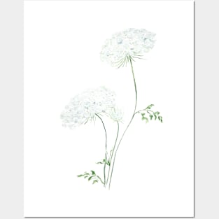 Queen Anne's Lace Posters and Art